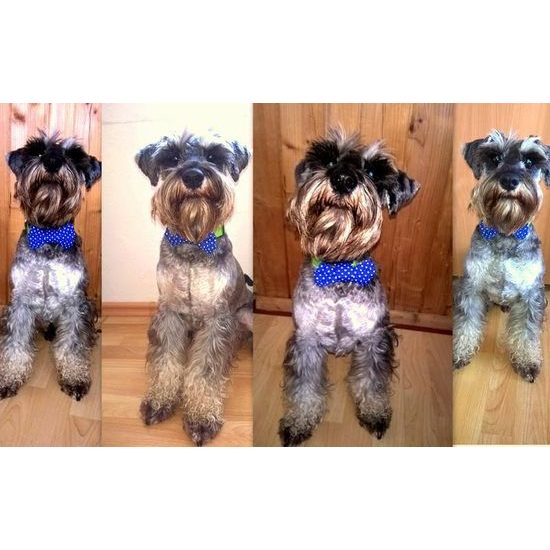 FUNKY DOG Modrý psí motýlek s puntíky