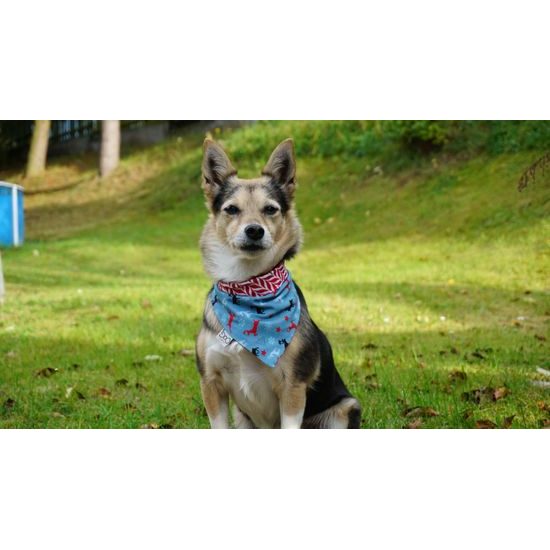 FUNKY DOG Vánoční šátek pro psy