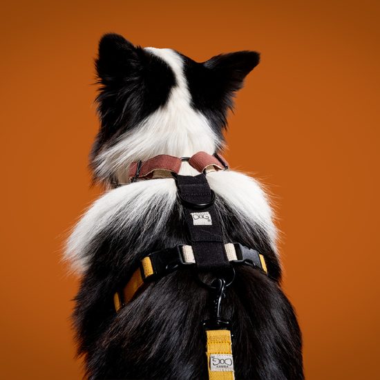 FUNKY DOG Konopný hořčicový obojek pro psa 2,5 cm