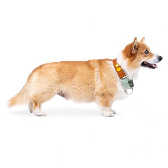 Woolly Wolf Color Block Martingale Collar