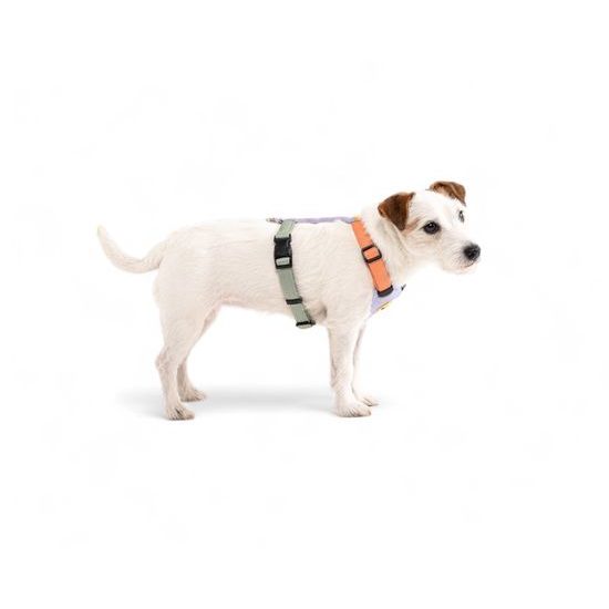 Woolly Wolf Color Block Harness