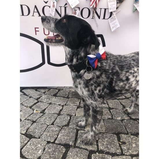 FUNKY DOG Psí motýlek česká vlajka
