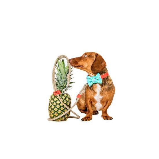 FUNKY DOG Červené lněné vodítko