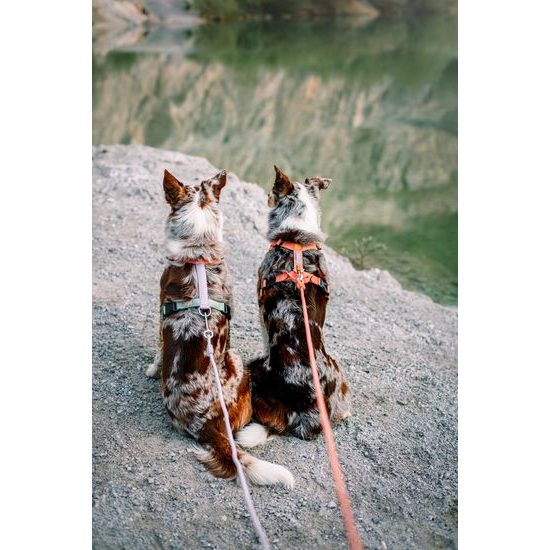 Woolly Wolf Rope Leash