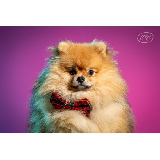 FUNKY DOG Skotský Červený kostkovaný motýlek