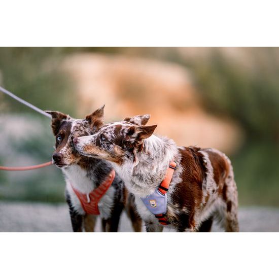 Woolly Wolf Roam Harness