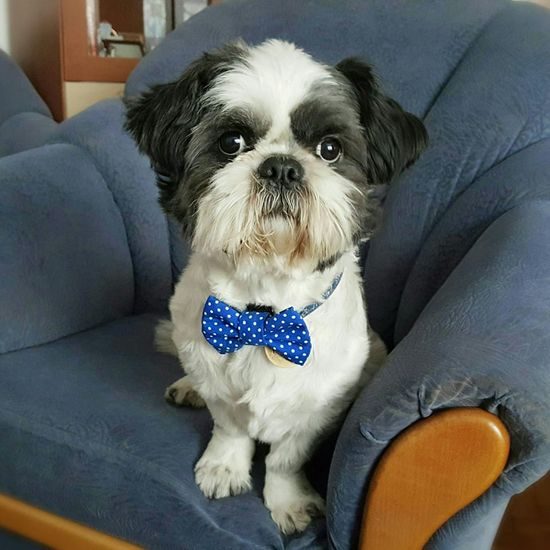 FUNKY DOG Modrý psí motýlek s puntíky