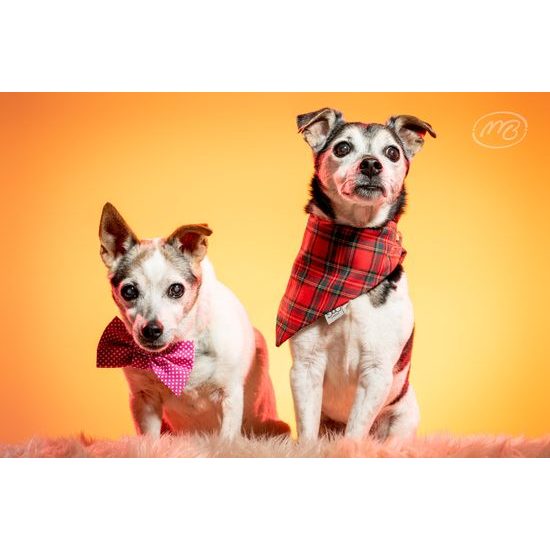 FUNKY DOG Kostkovaný šátek pro psa