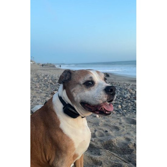 Patpet Výcvikový obojek a bezdrátový ohradník F900 PLUS