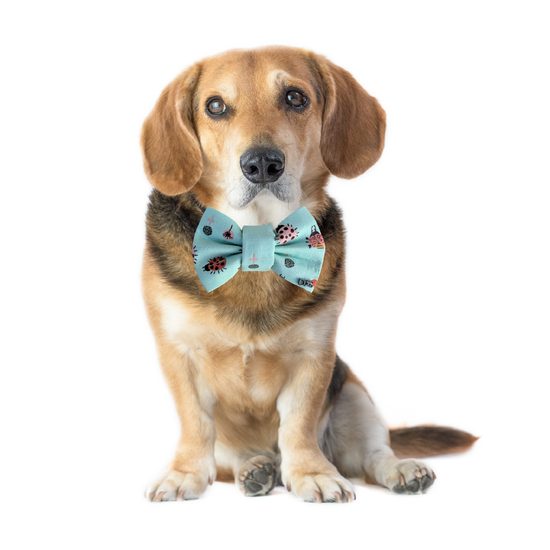 FUNKY DOG Psí motýlek tyrkysový s barevnými broučky