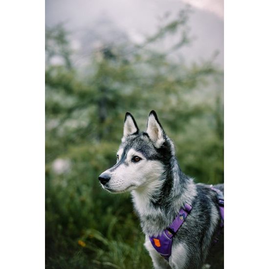 Woolly Wolf Northern Lights Harness