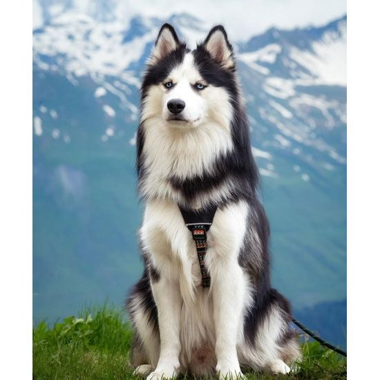 Woolly Wolf Woodland Harness