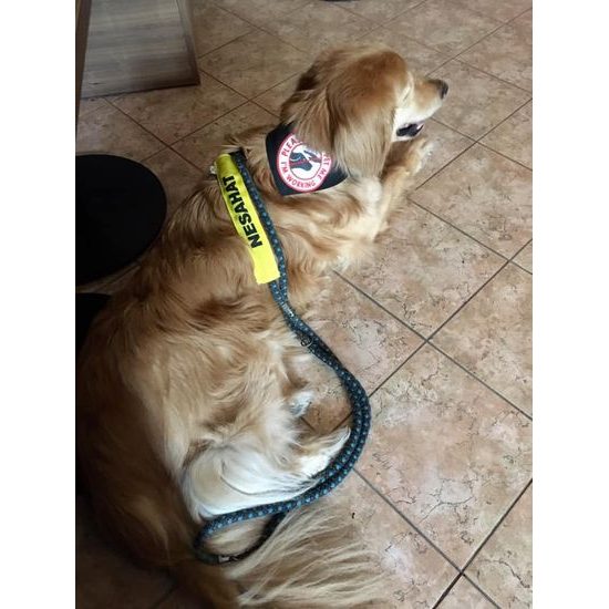 FUNKY DOG Žlutý návlek na vodítko