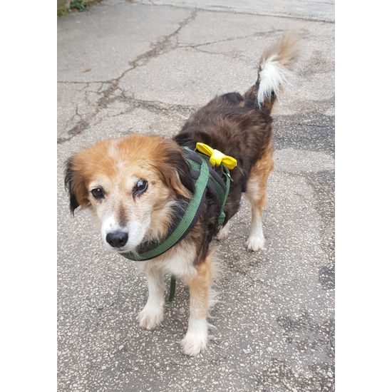 FUNKY DOG Žlutý psí motýlek