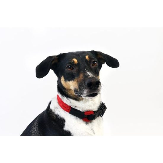 Aminela Obojek lano s kůží černé kování červená