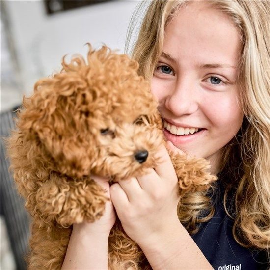 DogSpace Max L prostorová zábrana kovová černá