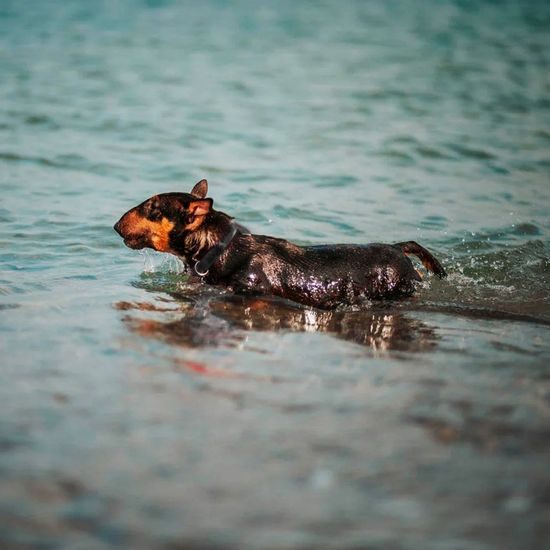 WAUDOG Obojek voděodolný Collartex fastex