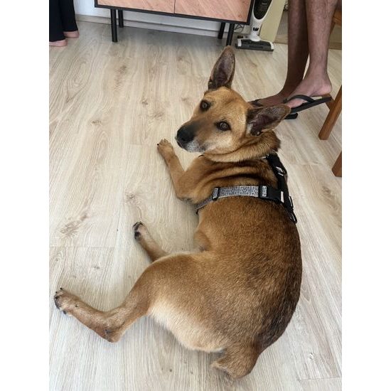 FUNKY DOG Konopný postroj pro psa – neomezující, pohodlný a z přírodních materiálů