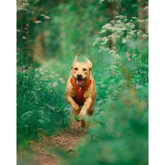 Woolly Wolf Roam Harness