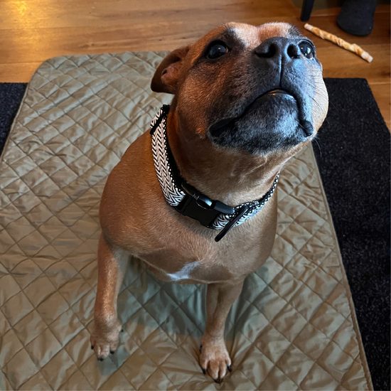 FUNKY DOG Široký 4cm obojek pro psa eco-friendly