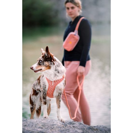 Woolly Wolf Roam Harness