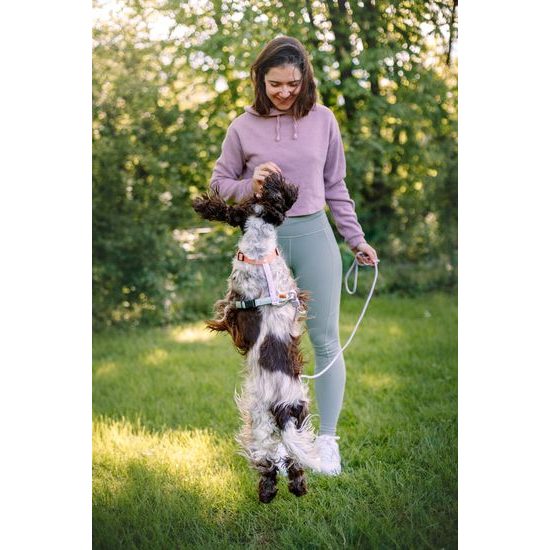 Woolly Wolf Color Block Harness