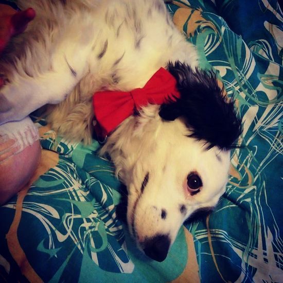 FUNKY DOG Červený motýlek