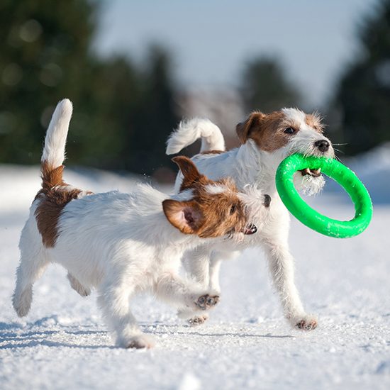 PitchDog Tréninkový Kruh pro psy