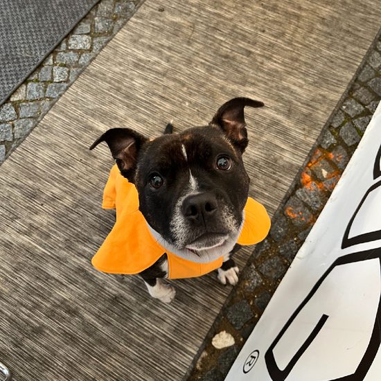 FUNKY DOG Pláštenka pro psa horčičová barva