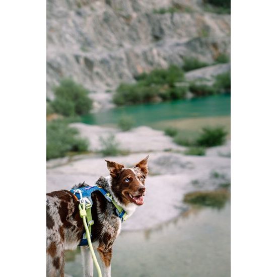 Woolly Wolf Alpha 360 Harness