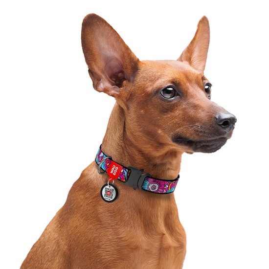 WAUDOG Obojek nylonový Summer QR fastex