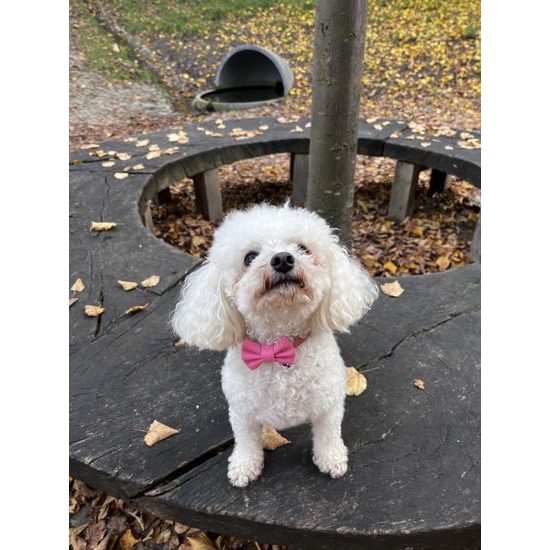 FUNKY DOG XXS Piñatex 1cm obojek a motýlek