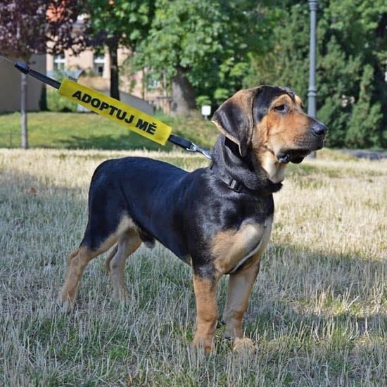 FUNKY DOG Žlutý návlek na vodítko