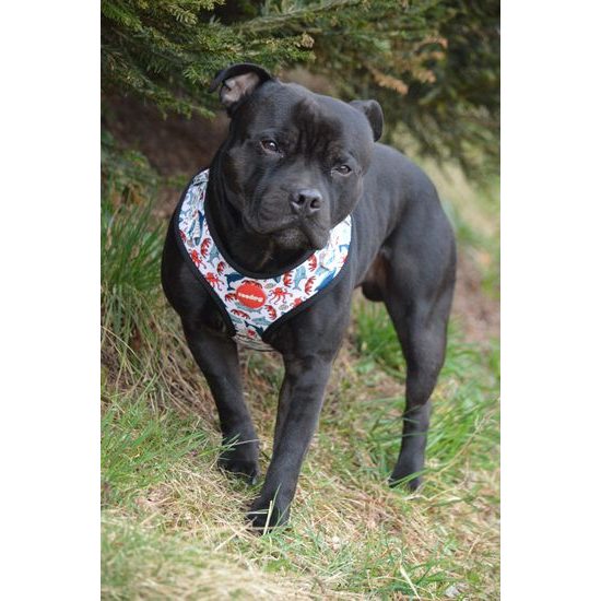 Reedog Kšíry pro psa SEA