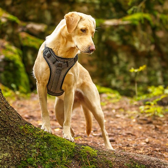 Rukka Star postroj polstrovaný reflexní