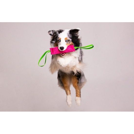 BAFPET Pešek RINGO 2x ucho fuchsie