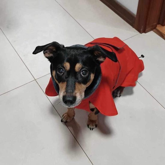 FUNKY DOG Pláštenka pro psa Červená barva