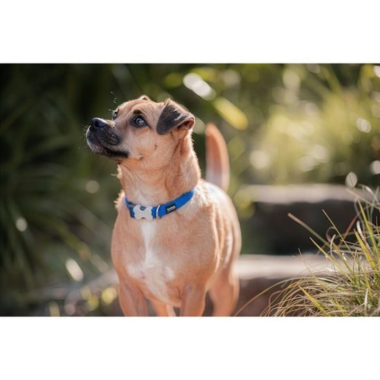 Red Dingo obojek polstrovaný S Red 15 mm x 24-37 cm