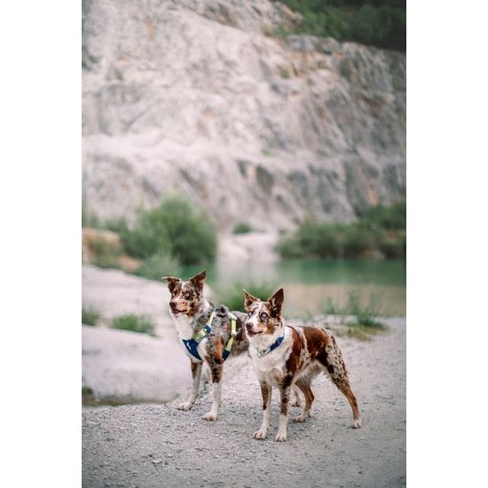 Woolly Wolf Alpha 360 Harness