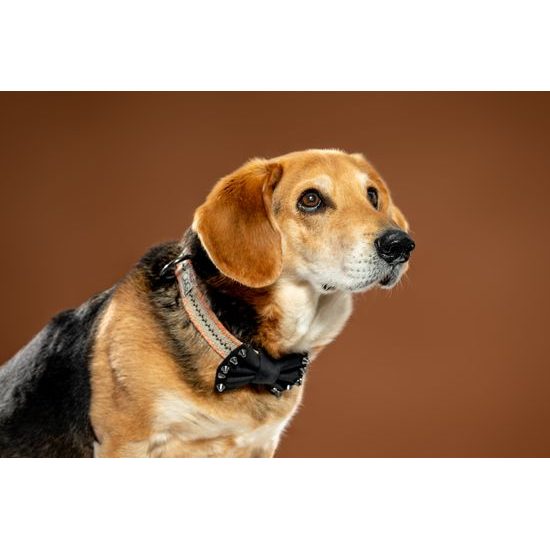 FUNKY DOG Konopný ekologický obojek pro psa