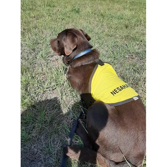 FUNKY DOG Žlutá signalizační vesta pro psy