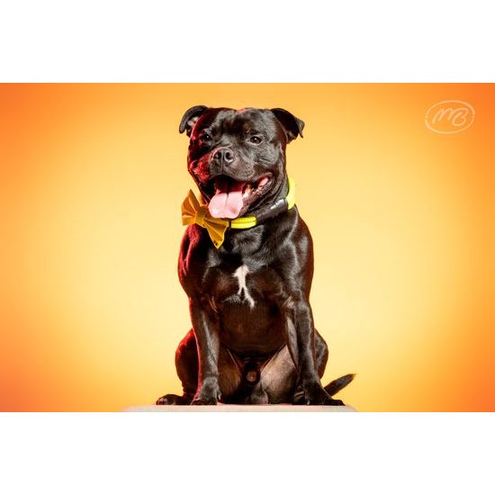 FUNKY DOG Žlutý psí motýlek