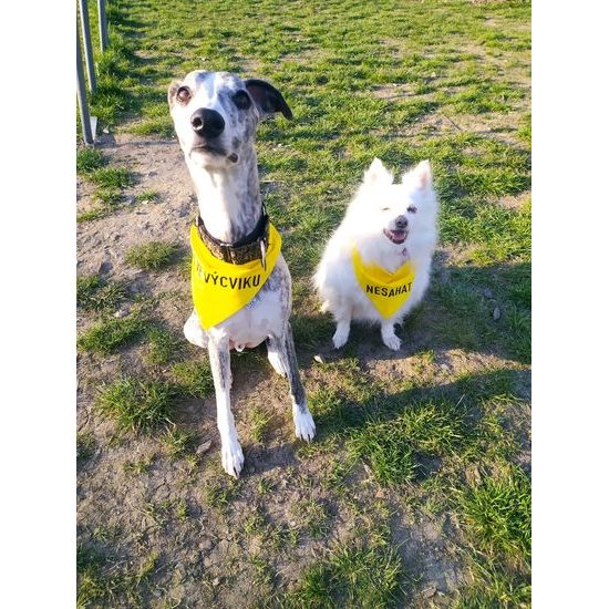 FUNKY DOG Žlutý šátek pro psa s nápisem