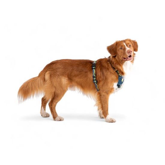 Woolly Wolf Horizon Harness