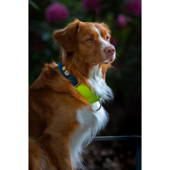 Woolly Wolf Color Block Martingale Collar
