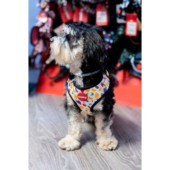 Reedog Kšíry pro psa FRUIT