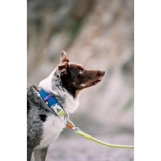 Woolly Wolf Alpha 360 Collar