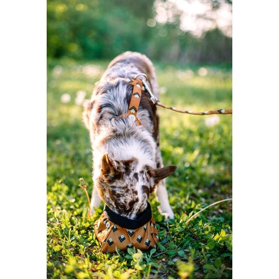 Woolly Wolf Sea To Summit Harness