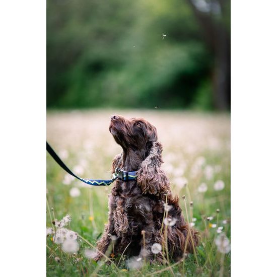 Woolly Wolf Horizon Collar