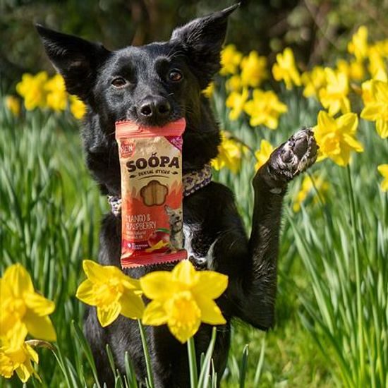 Soopa Pets Dentální tyčinky Soopa s mangem a malinou 100 g